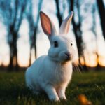 Sonhar com coelho branco: Um coelho branco emergindo de uma clareira mágica na floresta ao anoitecer