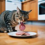 Um gato come avidamente mortadela de um prato no chão da cozinha