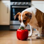 Um cachorro cheira ansiosamente um pimentão vermelho no chão da cozinha