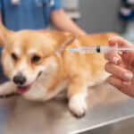 Vacina em Cães