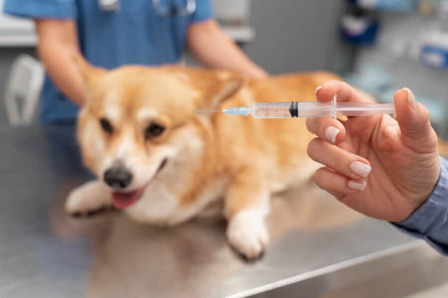 Vacina em Cães
