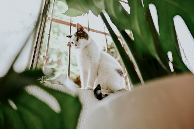 Como tornar o ambiente do gato mais divertido com o enriquecimento ambiental