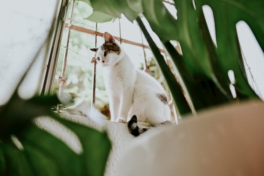 Como tornar o ambiente do gato mais divertido com o enriquecimento ambiental