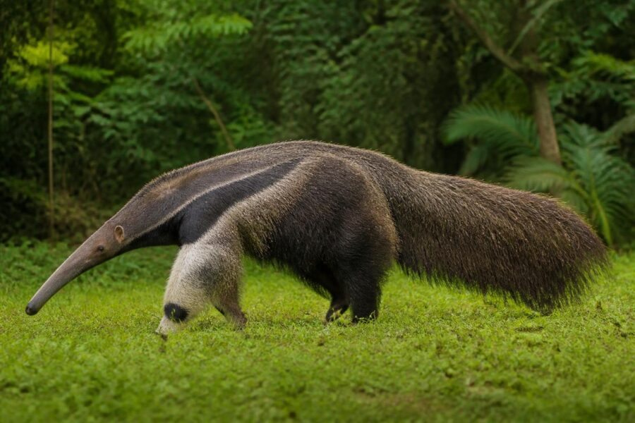 Um tamanduá gigante em pé sobre a grama verde, cercado por uma floresta tropical ao fundo.