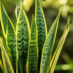 Planta espada de São Jorge com folhas verdes longas e pontiagudas em fundo natural desfocado.