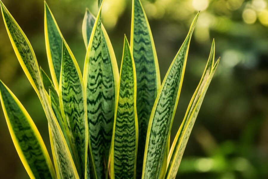Planta espada de São Jorge com folhas verdes longas e pontiagudas em fundo natural desfocado.