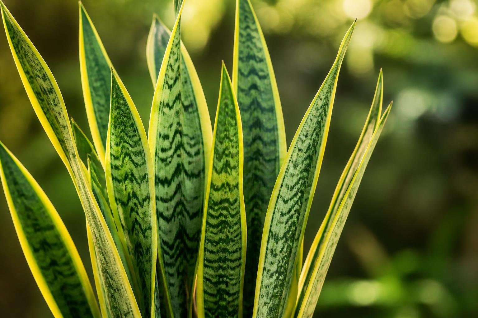 Planta espada de São Jorge com folhas verdes longas e pontiagudas em fundo natural desfocado.