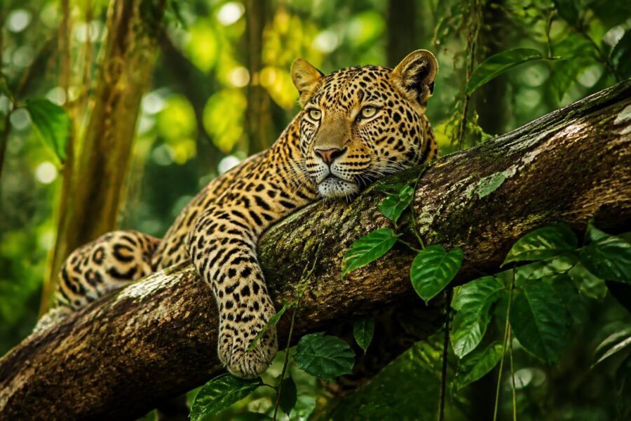 Um leopardo majestoso descansando em um galho de árvore cercado por folhagens verdes em uma floresta.