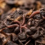 Close-up de minhocas se movendo em solo úmido com matéria orgânica em decomposição.