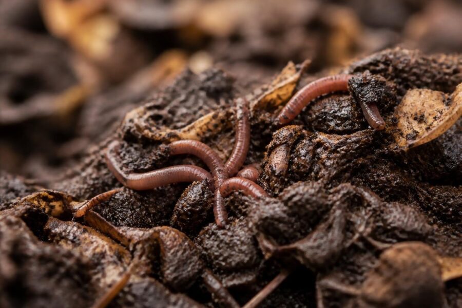 Close-up de minhocas se movendo em solo úmido com matéria orgânica em decomposição.